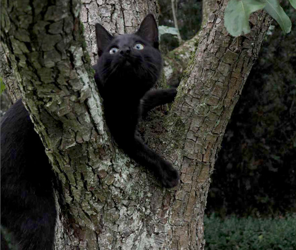 Myrte schwarze Katze im Baum
