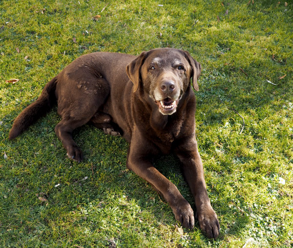 Brauner Labrador Schröder liegt im Rasen. Er ist schon etwas älter
